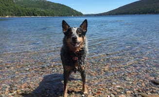 Molly G.'s photo of camping with pets at Smuggler's Den Campground near Bar Harbor, ME