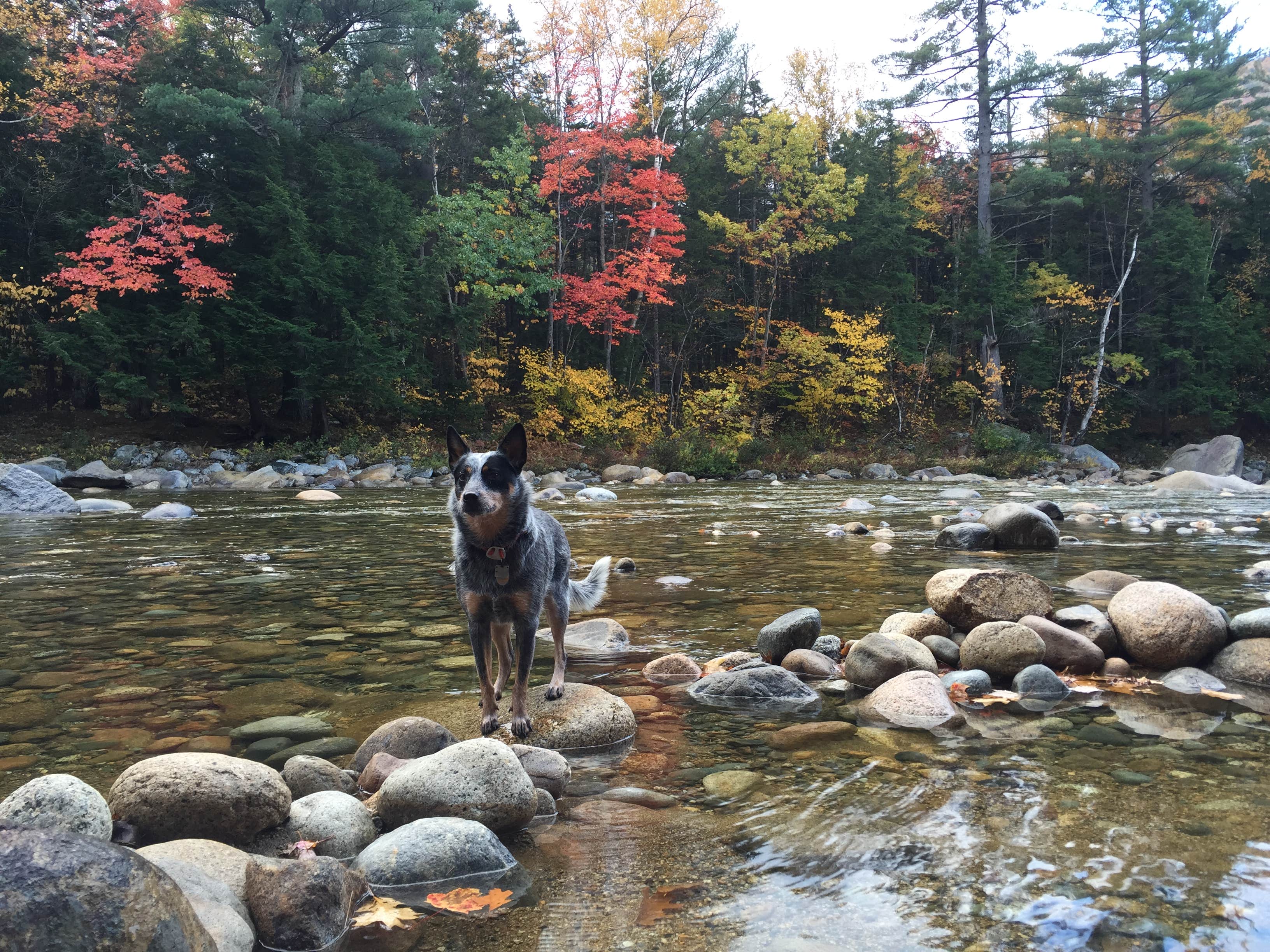 Camper-submitted photo at Hancock Campground in New Hampshire