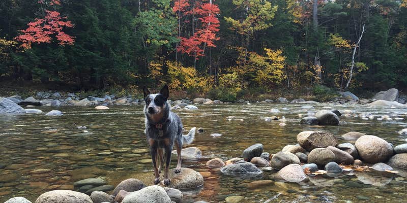 Camper submitted image from Hancock Campground