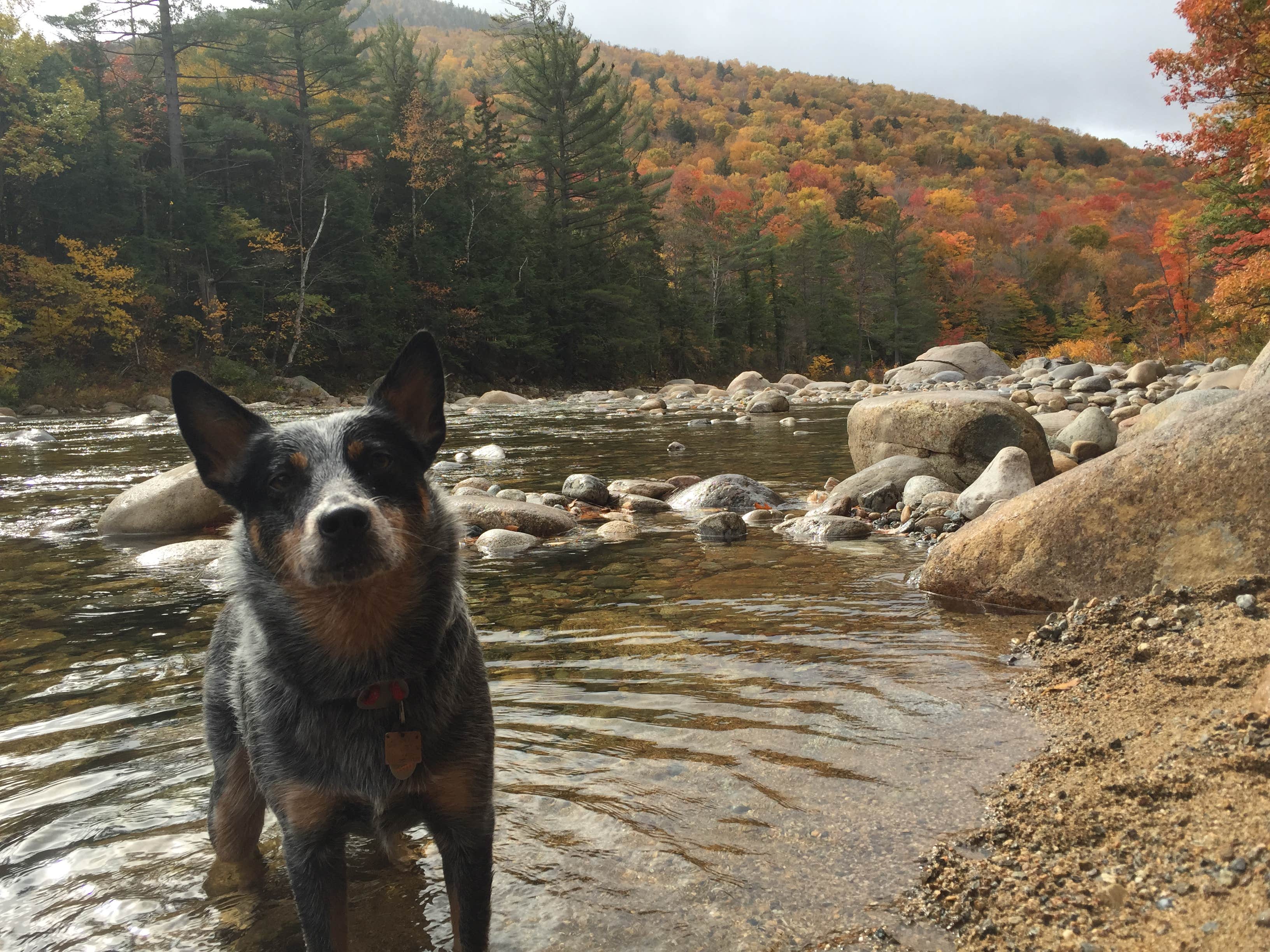 Molly G.'s photo of camping with pets at Hancock Campground near Lincoln, NH