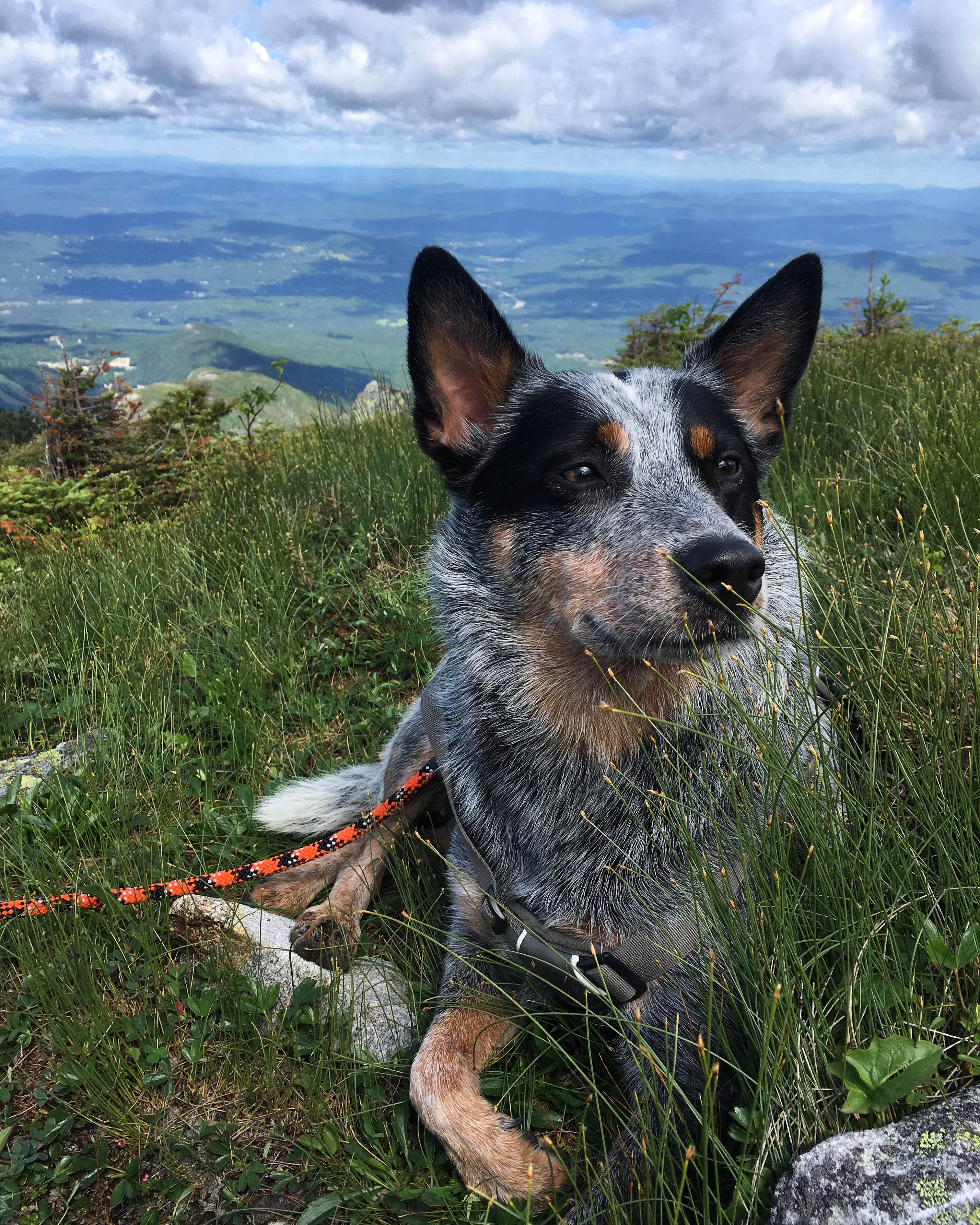 Molly G.'s photo of camping with pets at Campton Campground near Dorchester, NH