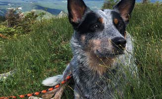 Molly G.'s photo of camping with pets at Campton Campground near Plymouth, NH