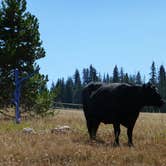 Review photo of Bald Mountain Campground by Gretchen B., September 8, 2016