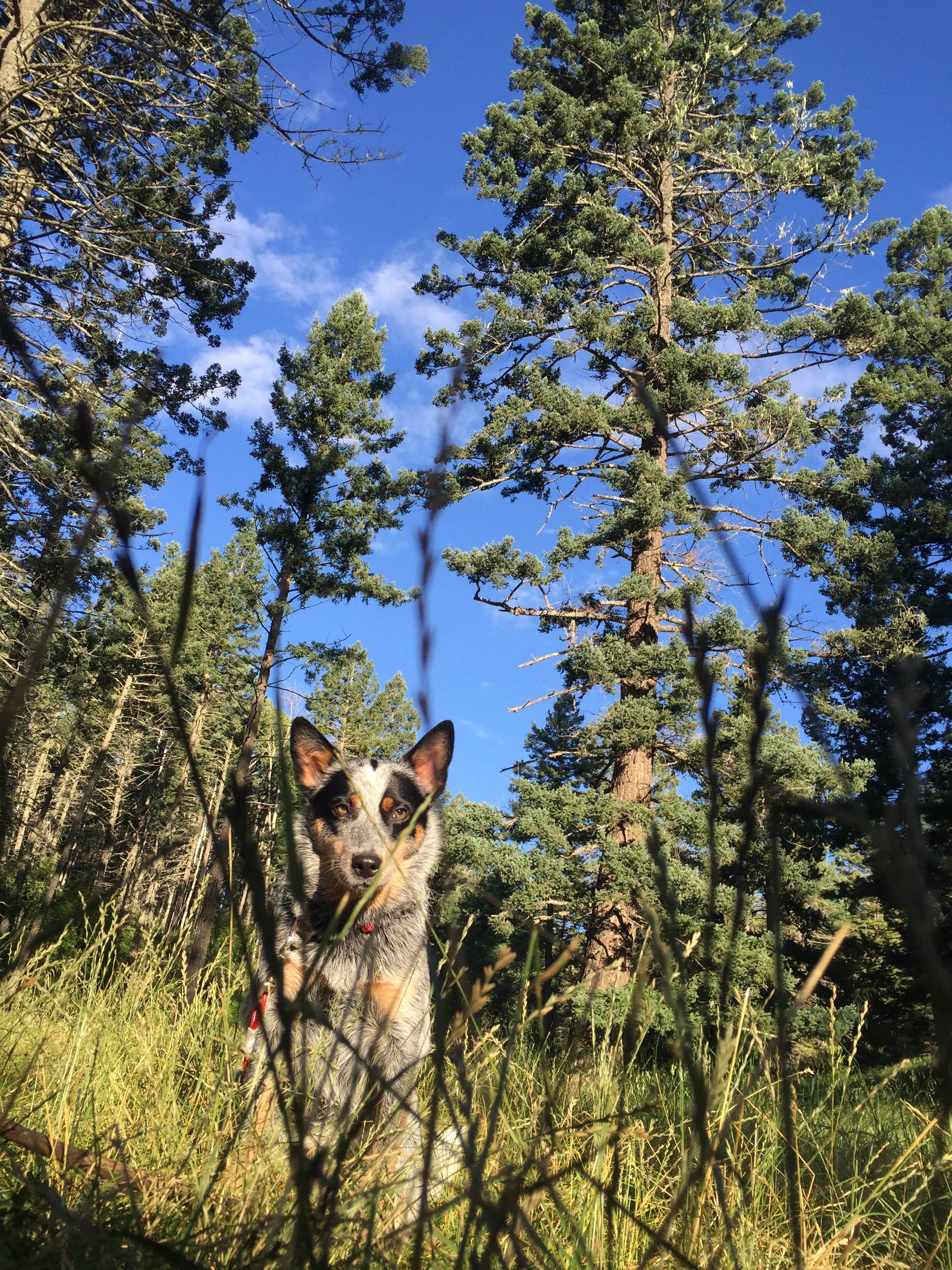 Camper-submitted photo at Slide Group Area Campground near Timberon, NM