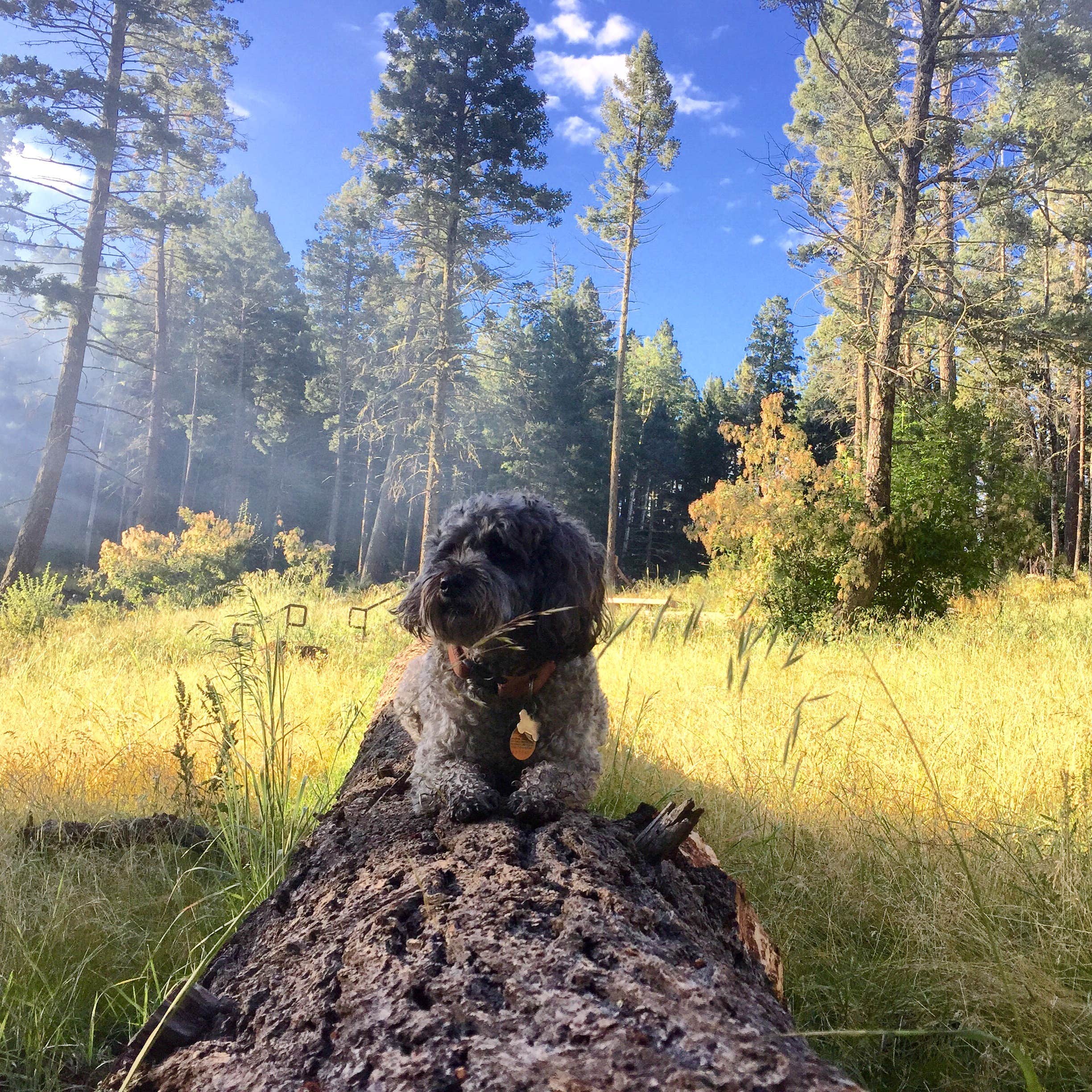 Camper-submitted photo at Slide Group Area Campground near Timberon, NM