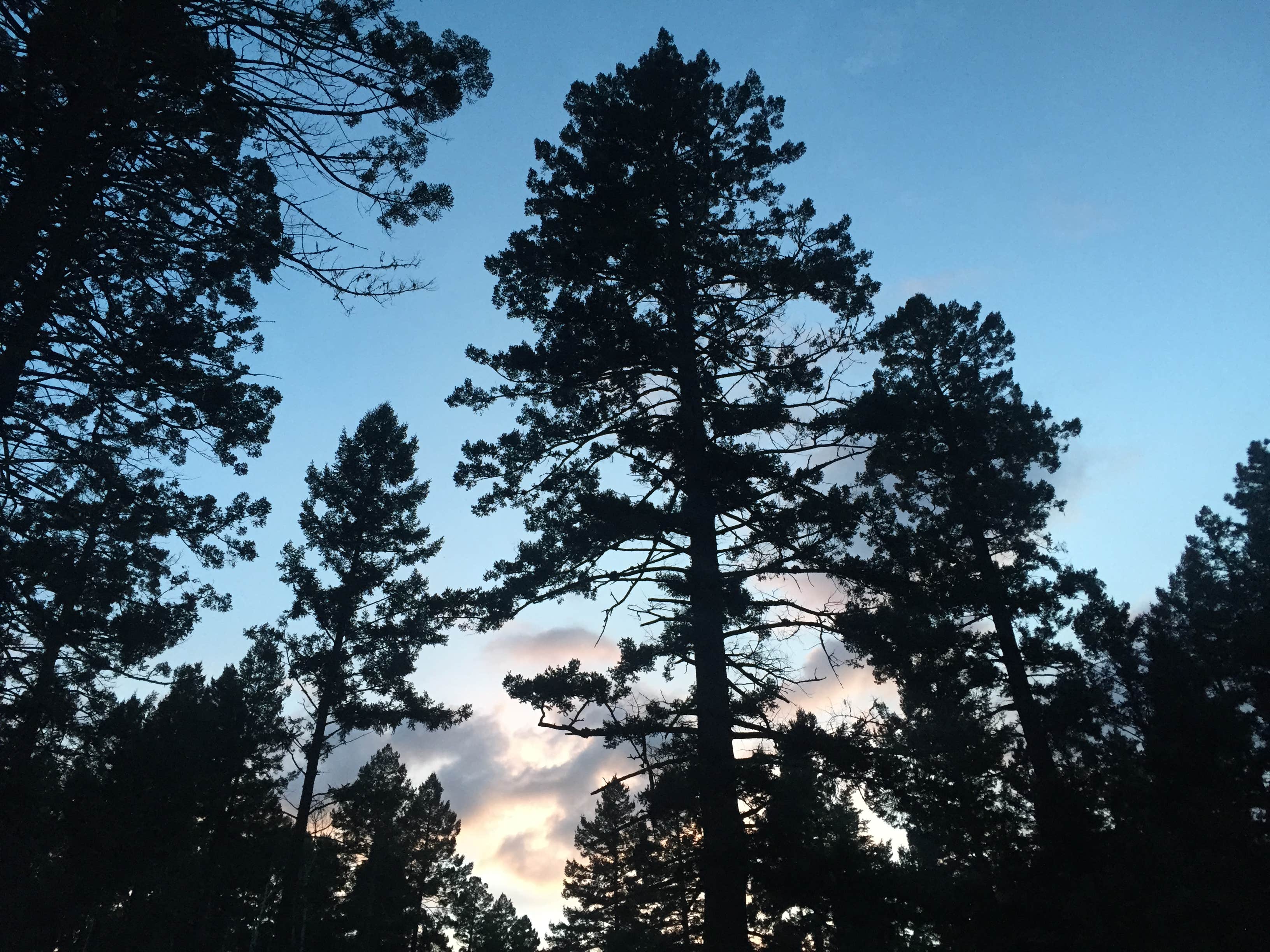 Camper-submitted photo at Slide Group Area Campground near Timberon, NM