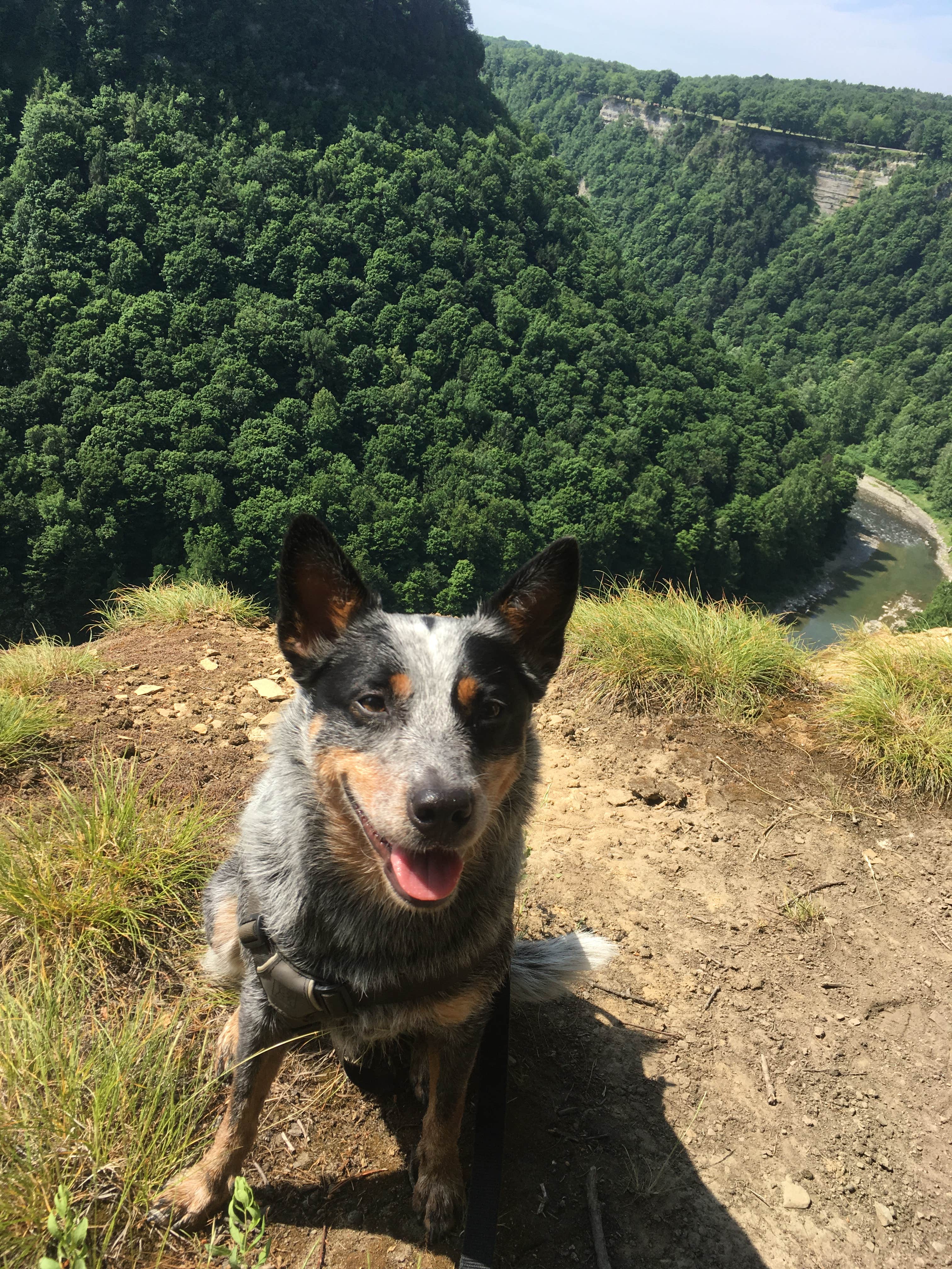 Molly G.'s photo of camping with pets at Letchworth State Park Campground near Hilton, NY