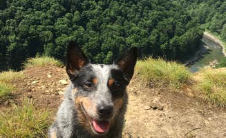 Molly G.'s photo of camping with pets at Letchworth State Park Campground near Portageville, NY