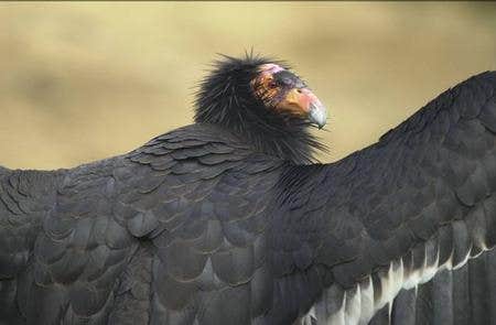 Camper-submitted photo at Pinnacles Campground - Brooks Lake near Shoshone National Forest