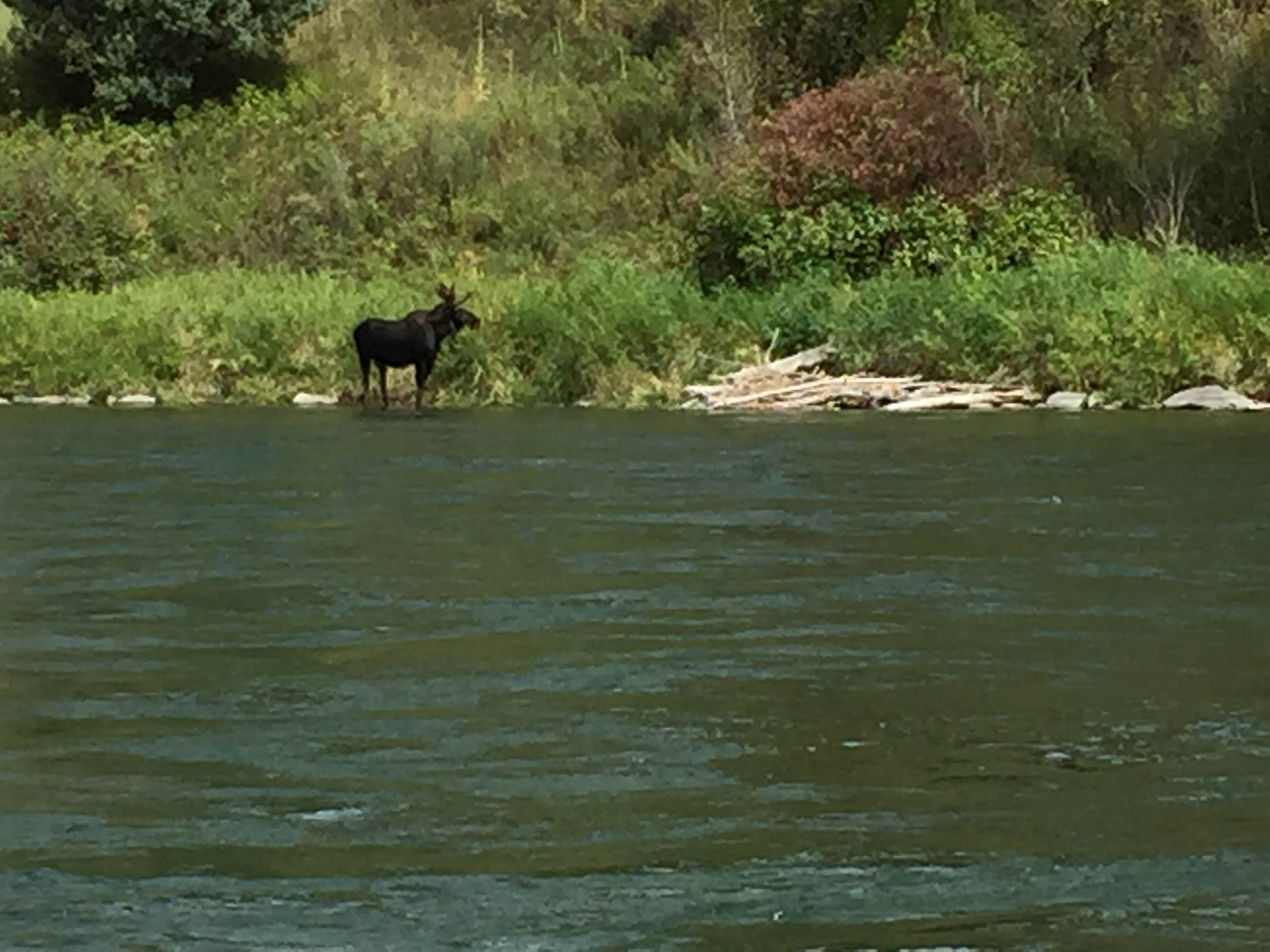 Camper-submitted photo at South Fork near Grangeville, ID
