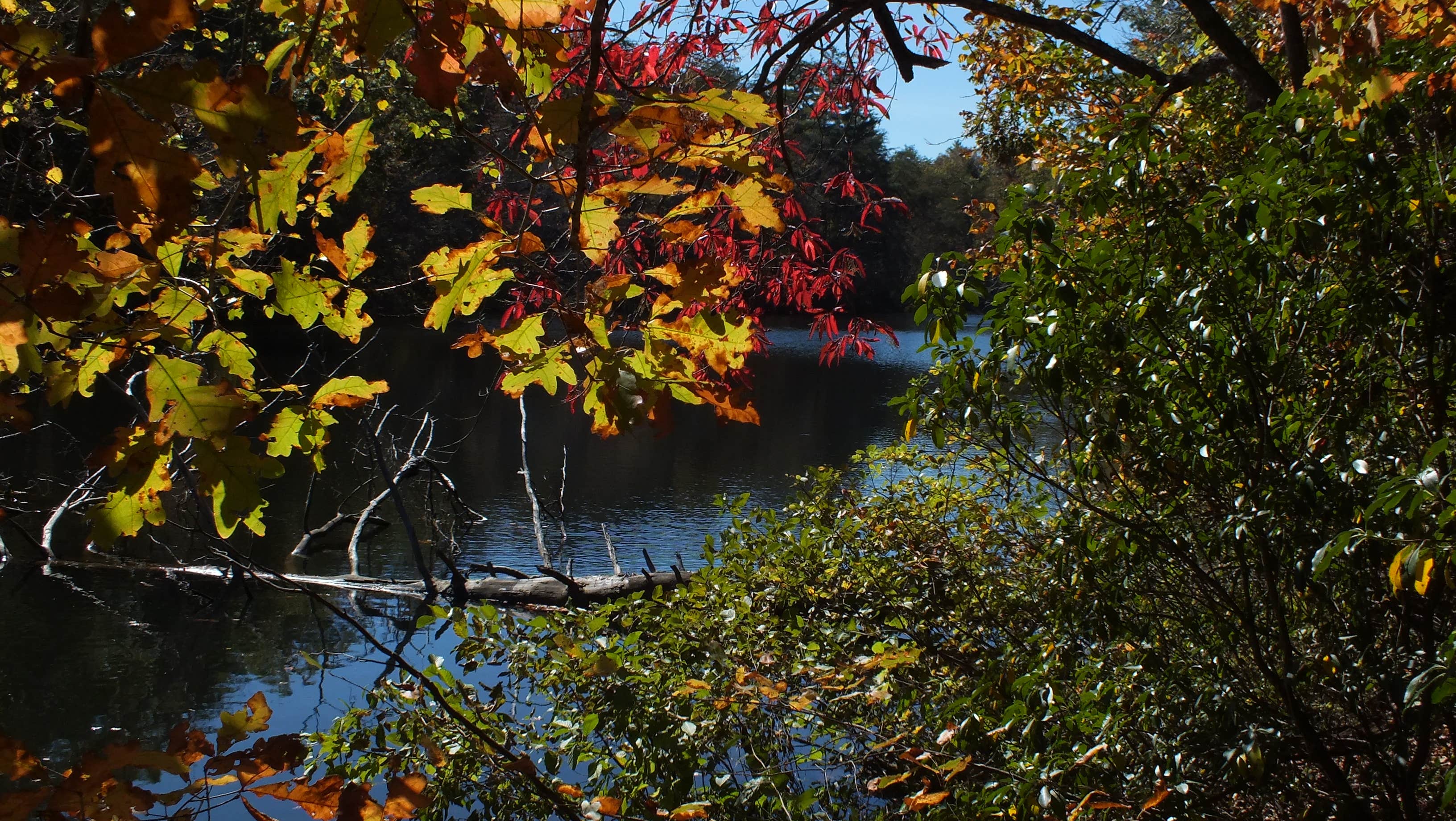 Camper submitted image from Cumberland Mountain State Park Campground - 2