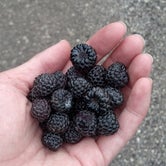 Wild blackberries-So good!!