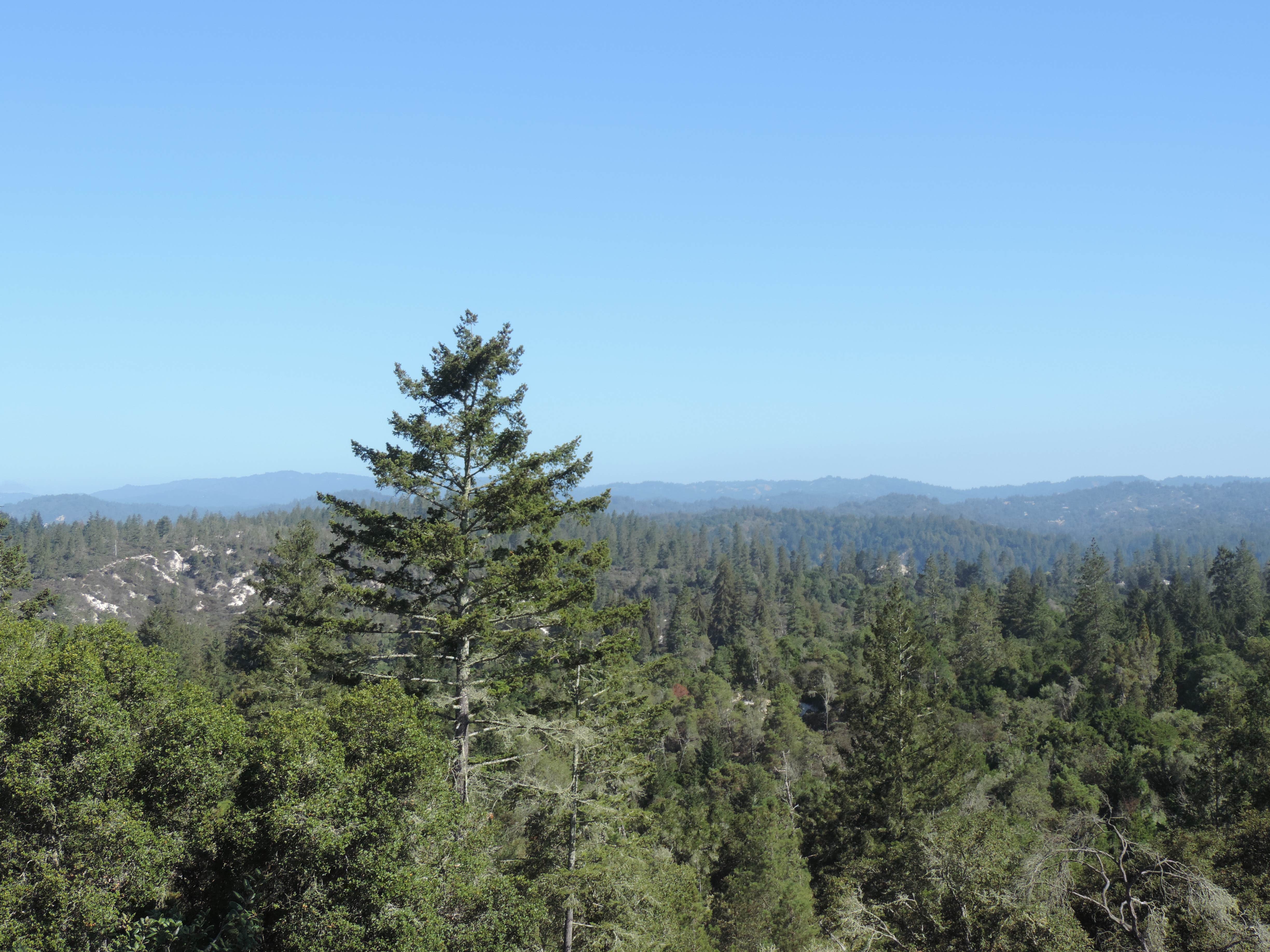 Camper submitted image from Henry Cowell Redwoods State Park Campground - 2