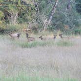 Review photo of Gold Bluffs Beach Campground — Prairie Creek Redwoods State Park by Megan B., September 9, 2016