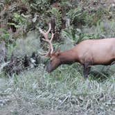 Review photo of Gold Bluffs Beach Campground — Prairie Creek Redwoods State Park by Megan B., September 9, 2016