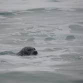 Review photo of Gold Bluffs Beach Campground — Prairie Creek Redwoods State Park by Megan B., September 9, 2016
