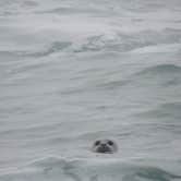 Review photo of Gold Bluffs Beach Campground — Prairie Creek Redwoods State Park by Megan B., September 9, 2016