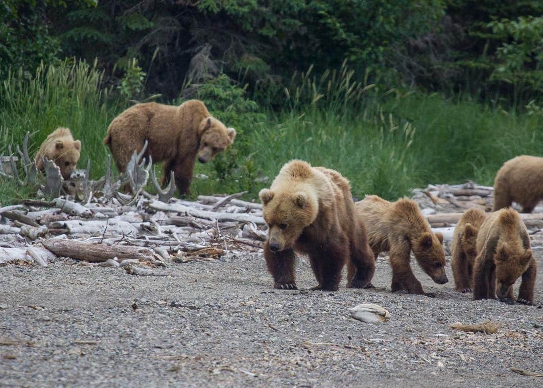 Katmai National Park Brooks Camp Campground Camping The Dyrt