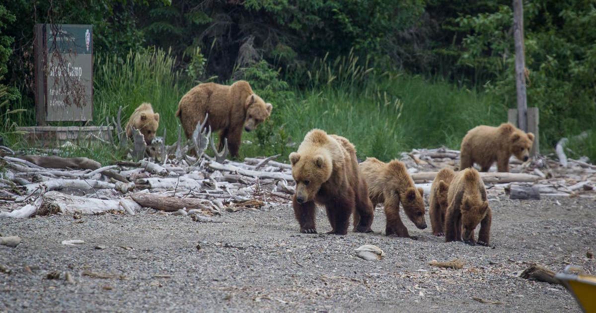 Brooks Camp Campground — Katmai Bay National Park Camping King Salmon