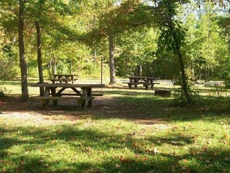 Camper submitted image from Cherokee National Forest Chilhowee Campground - 3