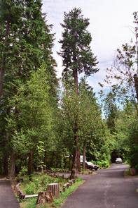 Camper submitted image from Tyee Campground (umpqua River) - 4