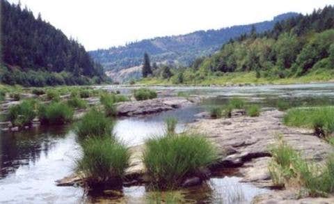 Camper submitted image from Tyee Campground (umpqua River) - 3