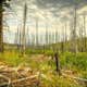 Whispering Pine Horse Camp