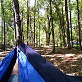 Review photo of Spirit of the Suwannee Music Park & Campground by Bruce H., September 9, 2016