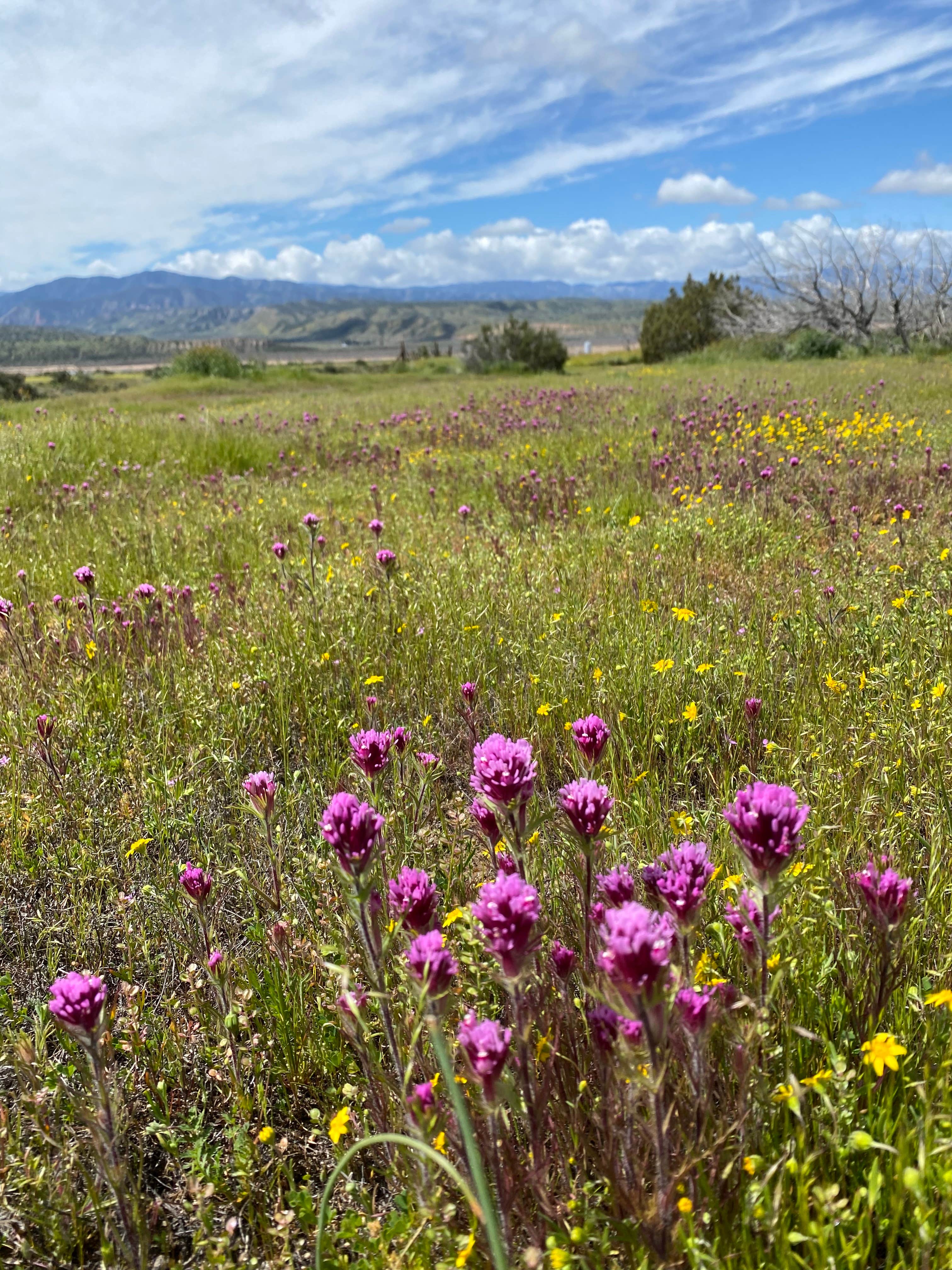 Camper-submitted photo at Songdog Ranch near New Cuyama, CA