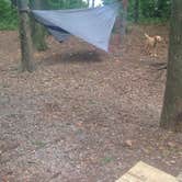 Review photo of Susquehannock by Deanna B., September 10, 2016