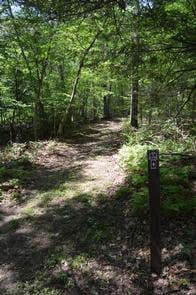 Camper submitted image from Alosa Boat In Campsites — Delaware Water Gap National Recreation Area - 2