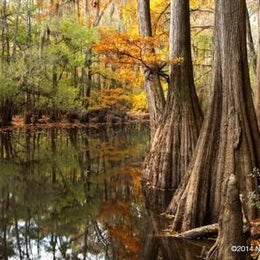 Longleaf Campground — Congaree National Park