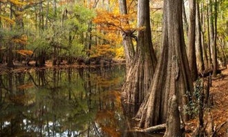 Camping near Christina's Paradise: Longleaf Campground — Congaree National Park, Gadsden, South Carolina
