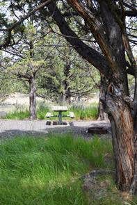 Camper submitted image from South Steens Campground - 4
