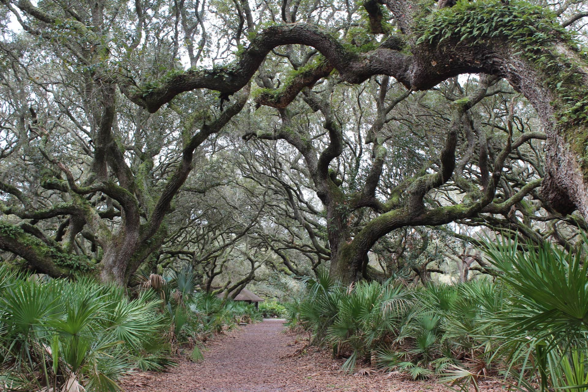 Camper-submitted photo at Sea Camp Campground — Cumberland Island National Seashore near Cumberland Island National Seashore