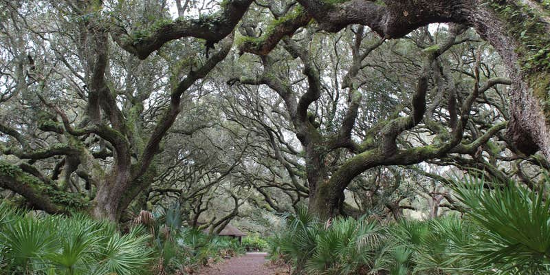 Camper submitted image from Sea Camp Campground — Cumberland Island National Seashore