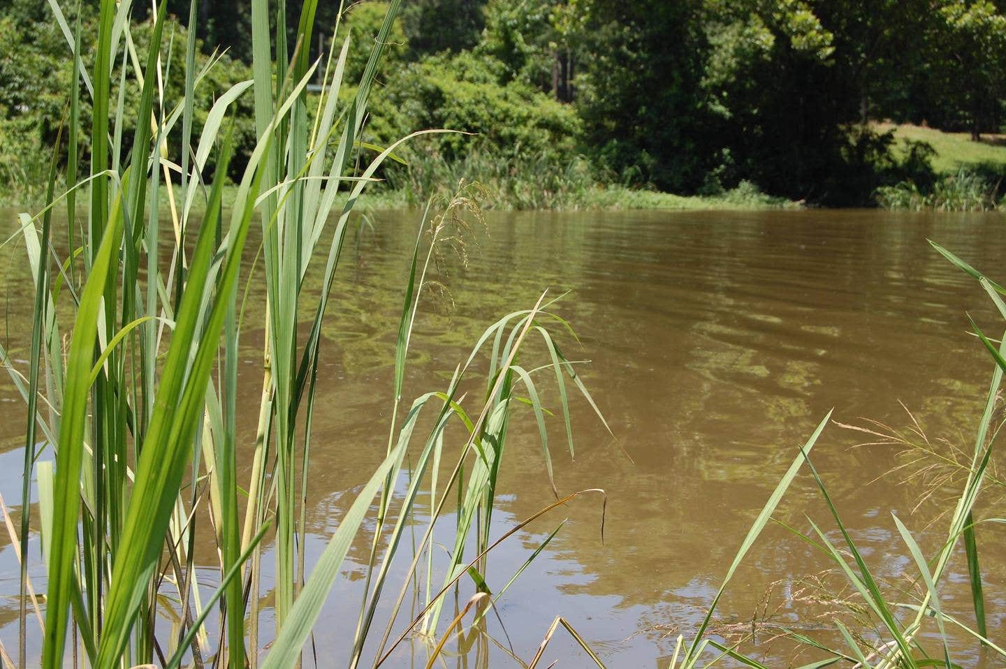 Camper submitted image from Cottonshed Park (AR) COE - 2