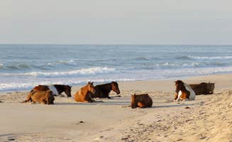 The Dyrt's photo of camping with pets at Bayside Assateague Campground — Assateague Island National Seashore near Assateague Island National Seashore