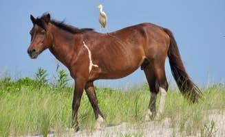 The Dyrt's photo of camping with a horse at Bayside Assateague Campground — Assateague Island National Seashore near Georgetown, DE