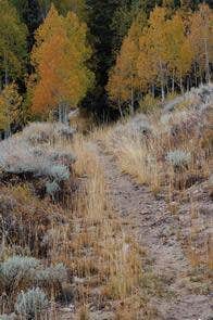 Camper submitted image from Grey Cliffs Campground — Great Basin National Park - 2