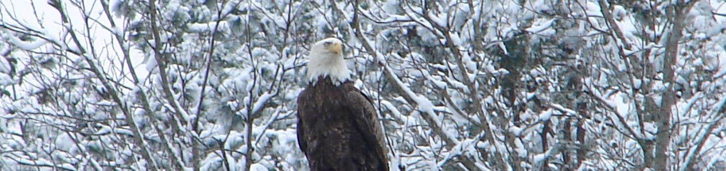 Camper submitted image from Cossatot Reefs - Gillham Lake - 2