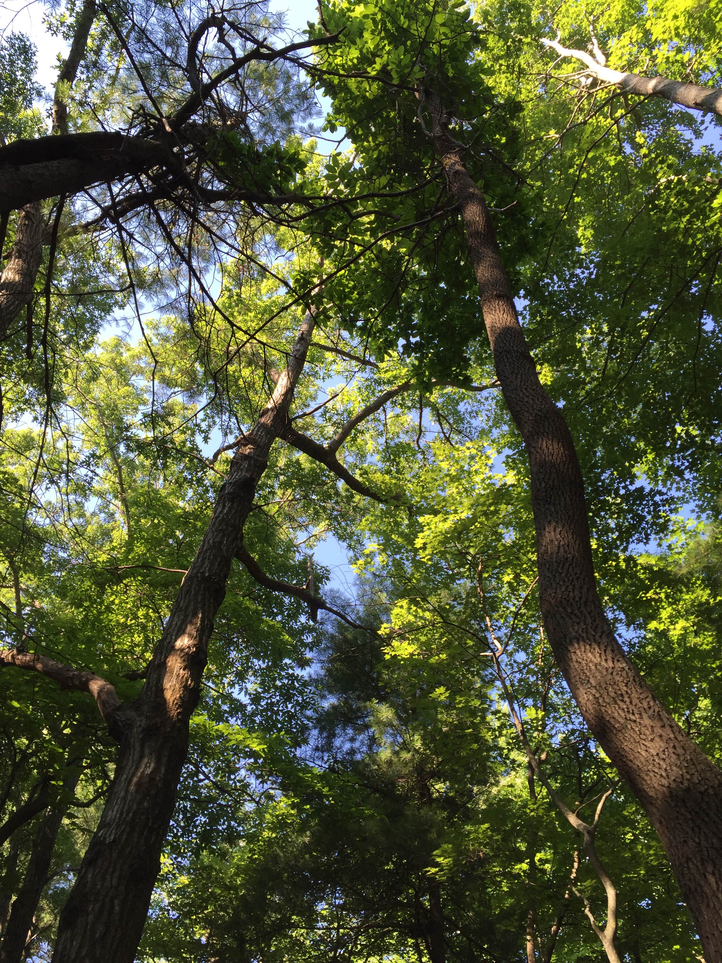 Camper submitted image from Fort Mountain State Park Campground - 2