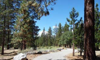 Camping near Limber Pine Campground - TEMPORARILY CLOSED: Barton Flats Family Campground, Big Bear Lake, California