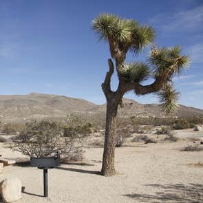Belle Campground — Joshua Tree National Park