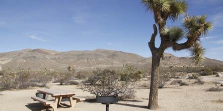 Camper submitted image from Belle Campground — Joshua Tree National Park
