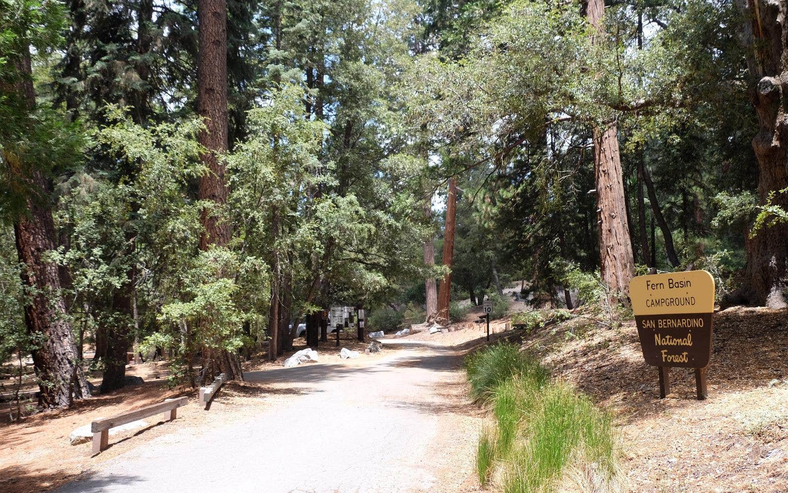 Fern Basin Campground | Idyllwild, CA