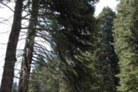 Camper-submitted photo at Frog Meadow near Onyx, CA