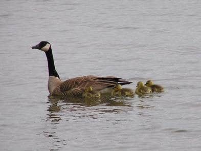 Camper submitted image from Hidden View Campground — Hensley Lake - 1