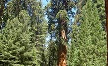 Camping near Horse Creek: Potwisha Campground — Sequoia National Park, Kaweah, California