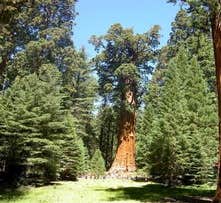 Camper-submitted photo from Potwisha Campground — Sequoia National Park